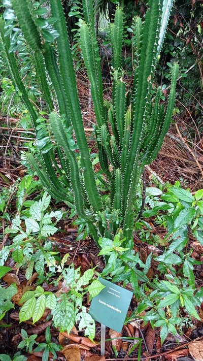 Euphorbia trigona, photographed by Diogo Luiz