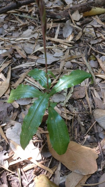 Habenaria stenopetala, photographed by Viral joshi