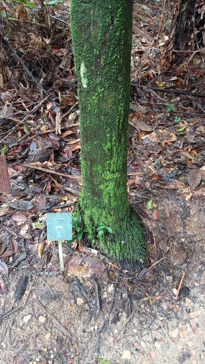 Oenocarpus bacaba, photographed by Diogo Luiz