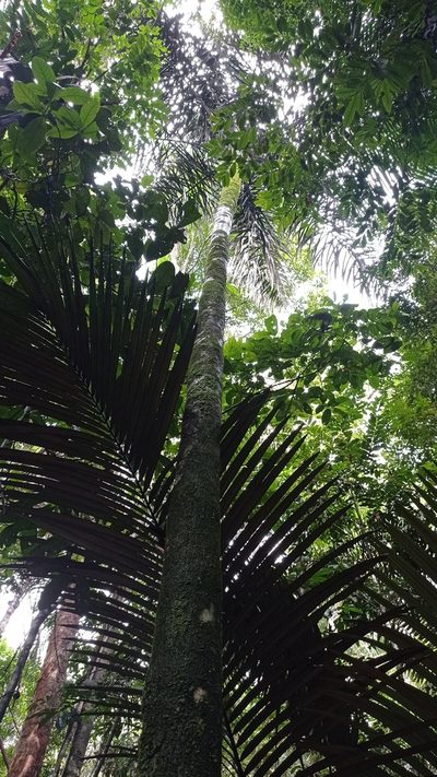 Oenocarpus bacaba, photographed by Diogo Luiz