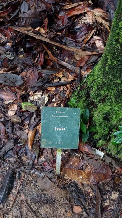 Oenocarpus bacaba, photographed by Diogo Luiz