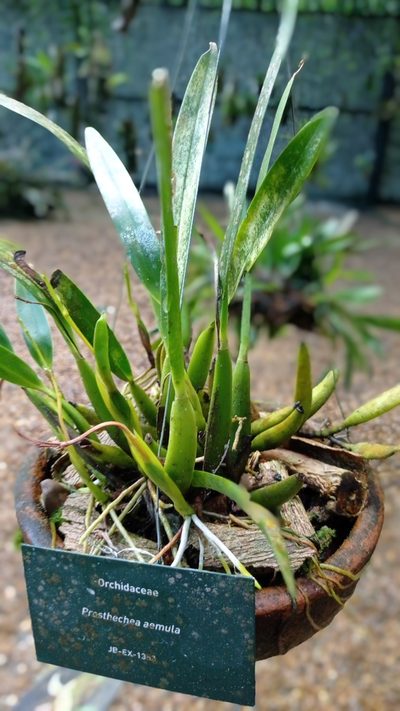 Prosthechea aemula, photographed by Diogo Luiz