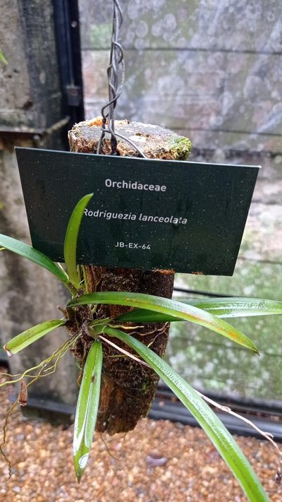 Rodriguezia lanceolata, photographed by Diogo Luiz