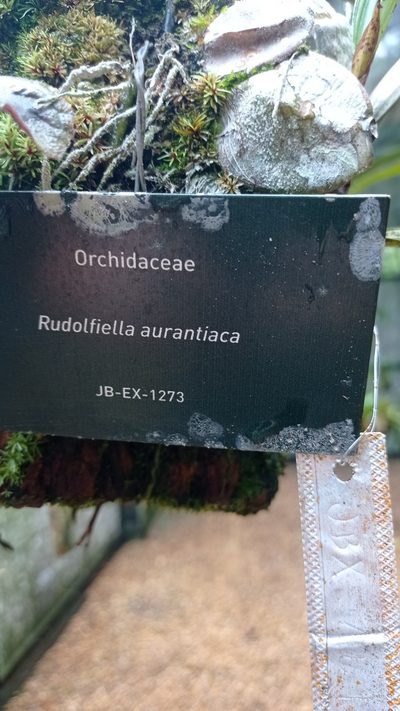 Rudolfiella aurantiaca, photographed by Diogo Luiz