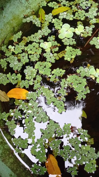 Salvinia auriculata, photographed by Diogo Luiz