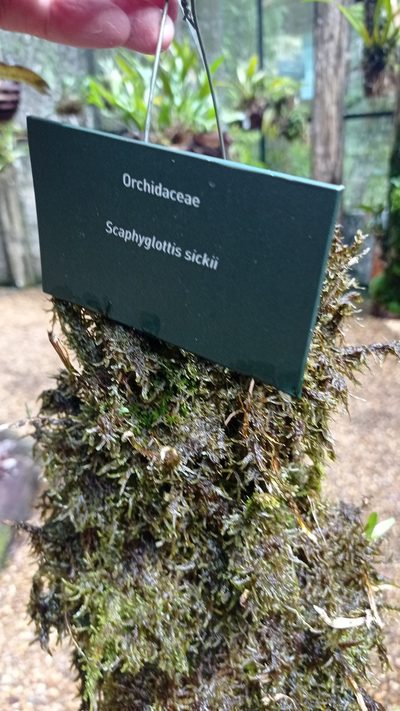 Scaphyglottis sickii, photographed by Diogo Luiz