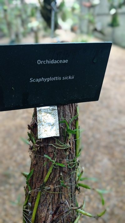 Scaphyglottis sickii, photographed by Diogo Luiz