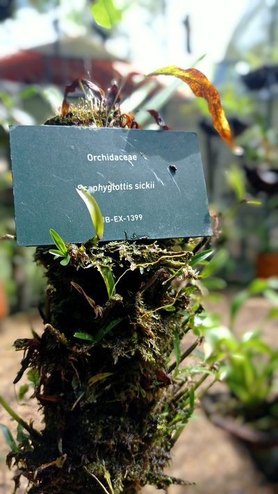 Scaphyglottis sickii, photographed by Diogo Luiz