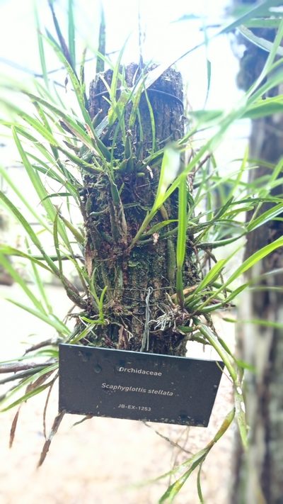 Scaphyglottis stellata, photographed by Diogo Luiz