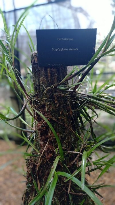 Scaphyglottis stellata, photographed by Diogo Luiz