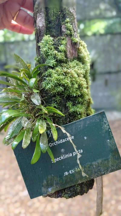 Specklinia picta, photographed by Diogo Luiz