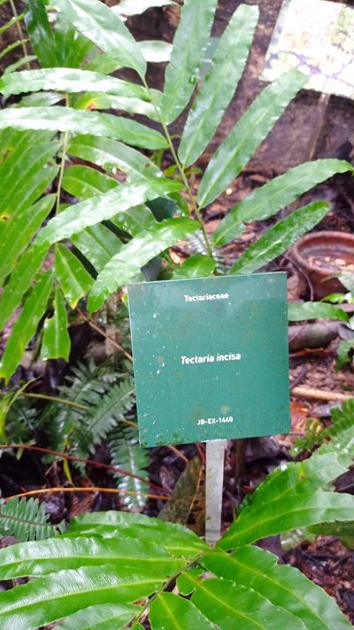 Tectaria incisa, photographed by Diogo Luiz