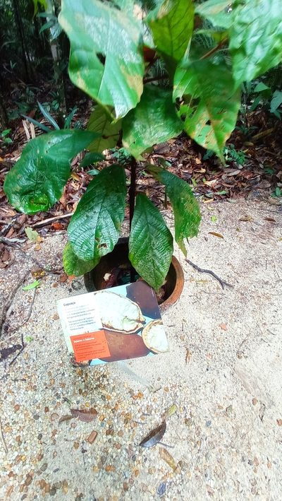 Theobroma grandiflorum, photographed by Diogo Luiz