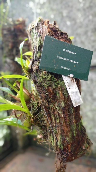 Maxillaria obtusa, photographed by Diogo Luiz