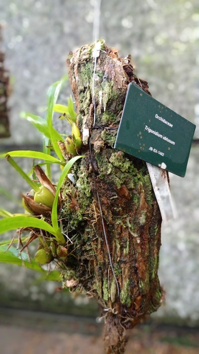Maxillaria obtusa, photographed by Diogo Luiz