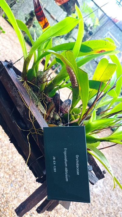 Maxillaria obtusa, photographed by Diogo Luiz
