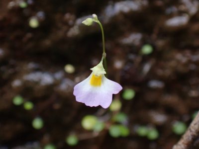 Utricularia striatula, photographed by luluchouette