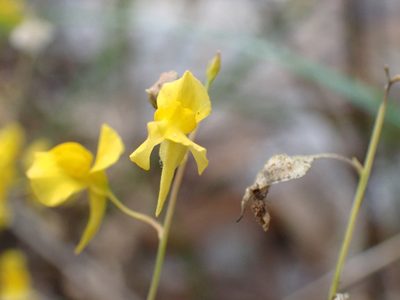 Utricularia odorata, photographed by luluchouette
