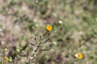 Grindelia pulchella, photographed by Romi Galeota Lencina