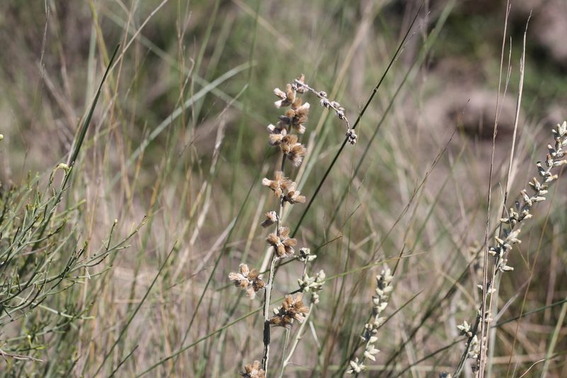 Pterocaulon virgatum, photographed by Romi Galeota Lencina