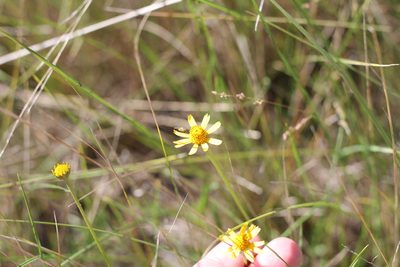 Acmella decumbens, photographed by Romi Galeota Lencina