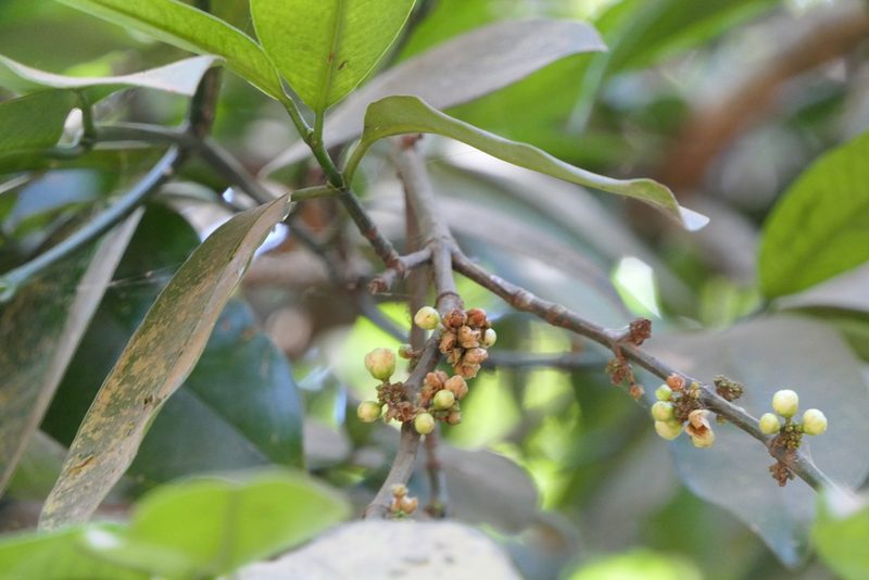 Garcinia talbotii, photographed by Dinesh Valke