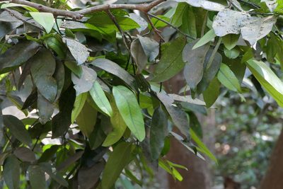 Garcinia talbotii, photographed by Dinesh Valke