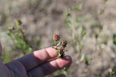 Grindelia pulchella, photographed by Romi Galeota Lencina