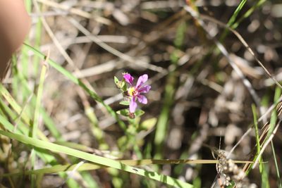 Cuphea glutinosa, photographed by Romi Galeota Lencina