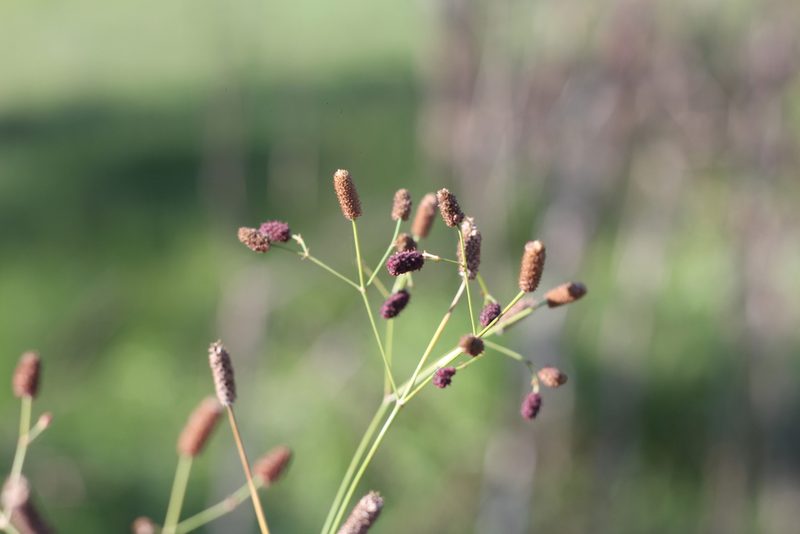 Eryngium ebracteatum, photographed by Romi Galeota Lencina