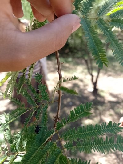 Senegalia praecox, photographed by Tomás Carranza Perales