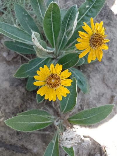 Trichocline reptans, photographed by Tomás Carranza Perales