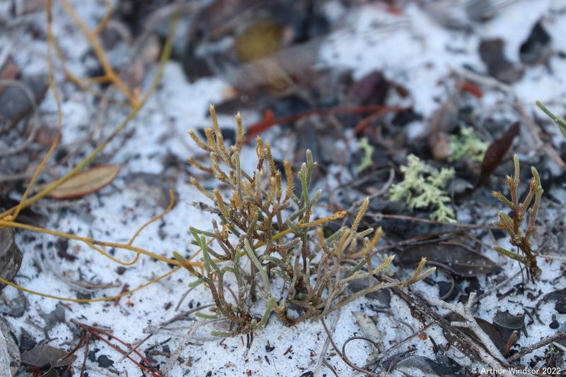 Selaginella arenicola, photographed by Arthur Windsor