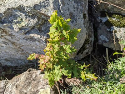 Berberis pinnata, photographed by Zac Peterson