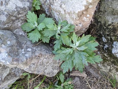 Artemisia douglasiana, photographed by Zac Peterson