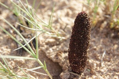 Cynomorium coccineum