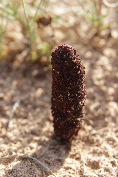 Cynomorium coccineum, photographed by Olivier Argagnon