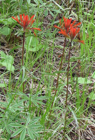 Castilleja crista-galli, photographed by Wendy McCrady