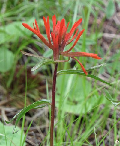 Castilleja crista-galli, photographed by Wendy McCrady