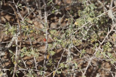 Nitraria retusa, photographed by Olivier Argagnon