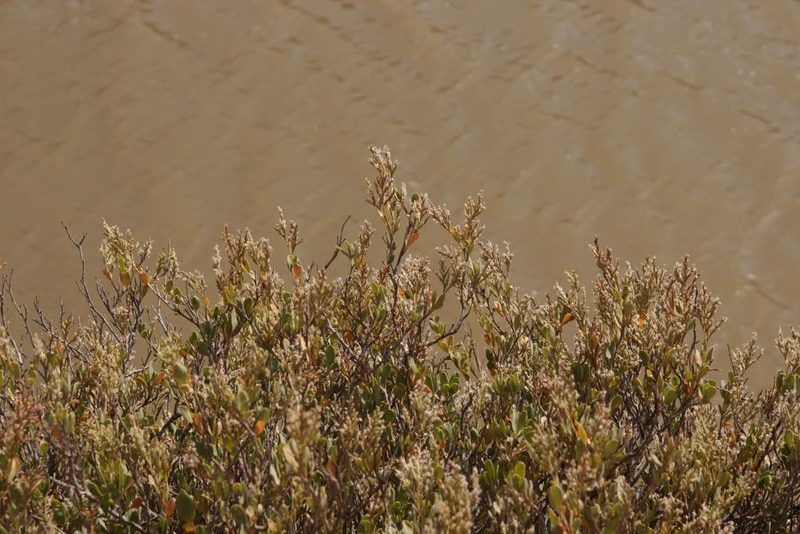 Saharanthus ifniensis, photographed by Olivier Argagnon