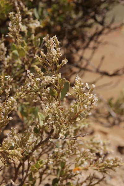 Saharanthus ifniensis, photographed by Olivier Argagnon