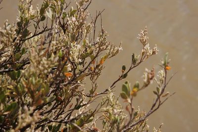 Saharanthus ifniensis, photographed by Olivier Argagnon