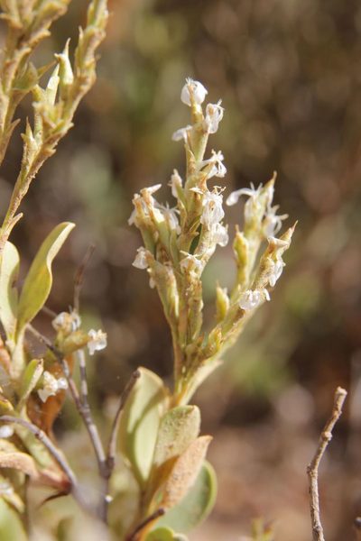 Saharanthus ifniensis, photographed by Olivier Argagnon