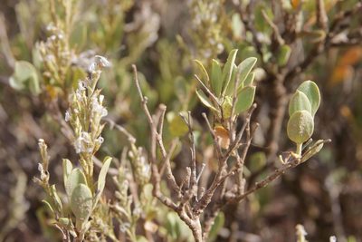 Saharanthus ifniensis, photographed by Olivier Argagnon