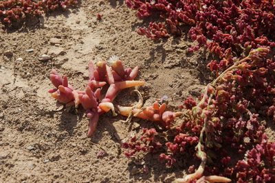Mesembryanthemum cryptanthum