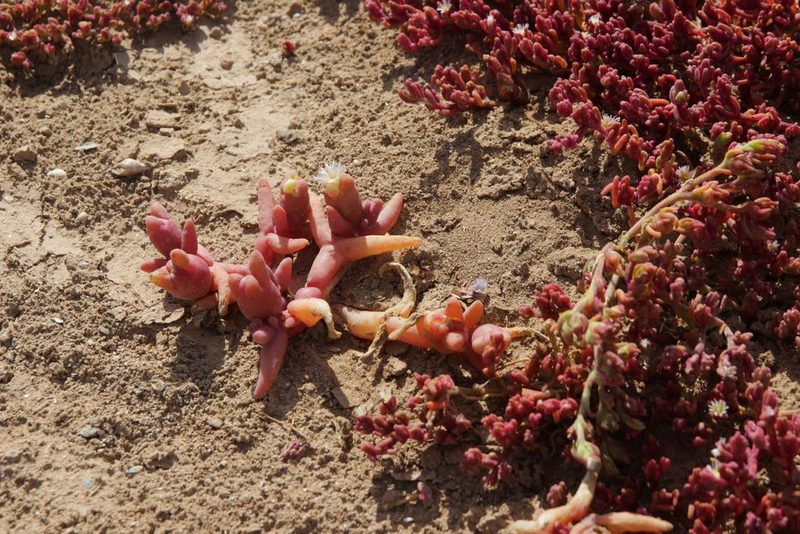 Mesembryanthemum cryptanthum, photographed by Olivier Argagnon