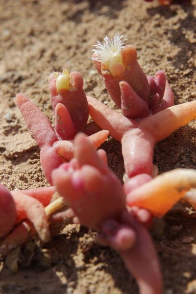 Mesembryanthemum cryptanthum, photographed by Olivier Argagnon