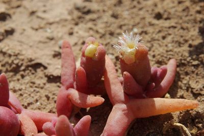 Mesembryanthemum cryptanthum, photographed by Olivier Argagnon