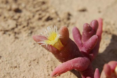 Mesembryanthemum cryptanthum, photographed by Olivier Argagnon